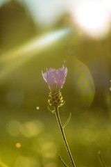 Sommerlicher Sonnenaufgang hinter Bl&uuml;te