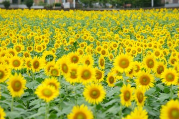 清瀬市のヒマワリ