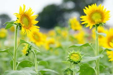 清瀬市のヒマワリ