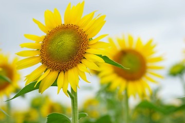 清瀬市のヒマワリ