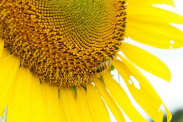 清瀬市のヒマワリ