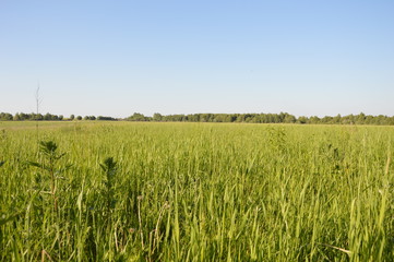 Лето в России