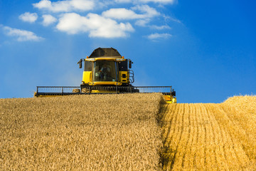 Combine harvester at wheat harvest - 3011