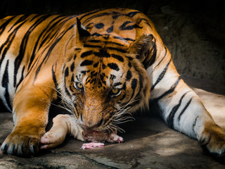 Plakat tiger eating meat in a zoo