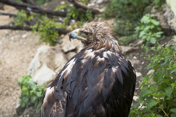 Курганник (Buteo rufinus) в дождливую погоду