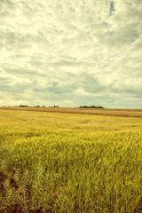 Vintage image cultivated fields.