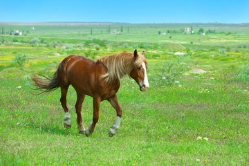 Beautiful brown horse grazing on meadow