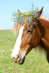 Portrait of beautiful brown horse with wreath, outdoors