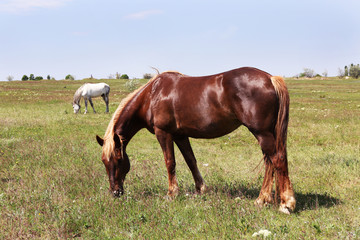 Beautiful brown horse grazing on meadow