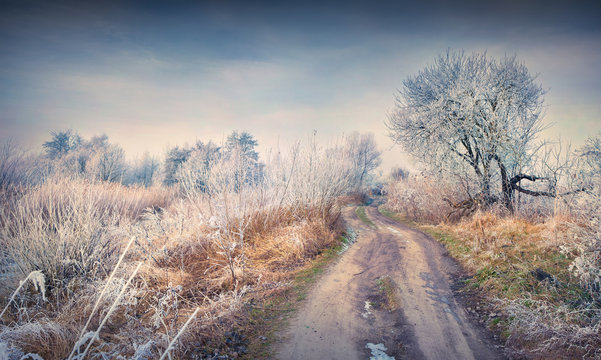 Fototapeta First frost in the forest.