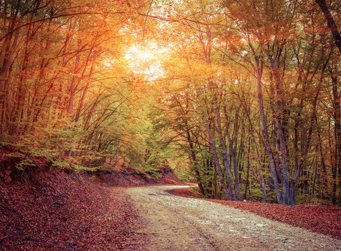 Fototapeta Colorful autumn landscape in the forest with old road