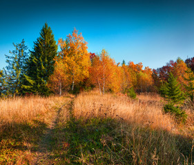 Fototapeta premium Colorful autumn morning in the Carpathian mountain forest.