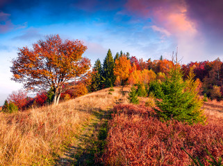 Fototapeta premium Colorful autumn morning in the Carpathian mountain forest.
