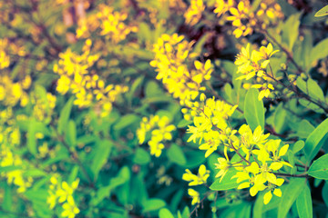 Obraz premium Abstract grass flower vintage tone style.