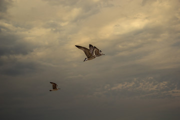 The Seagulls on a dramatic sky