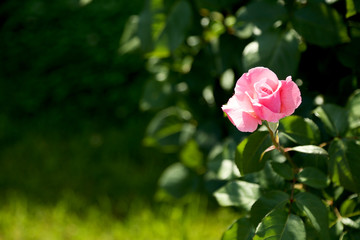 Fototapeta na wymiar Beautiful roses on green bush