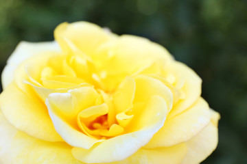 Beautiful yellow rose, closeup