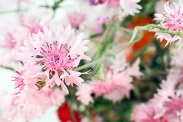 Obraz premium Beautiful small cornflowers close up