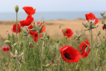 wild red poppies on a rocky seashore;