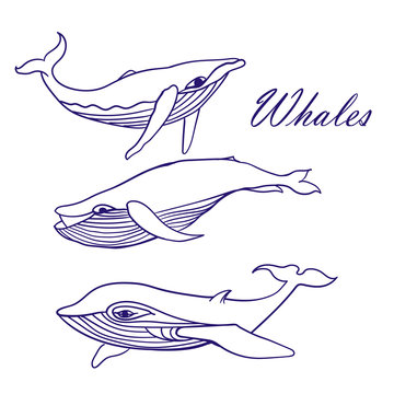 blue whales sketch Doodle Vector Illustration