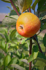 Medovoe yellow apple.