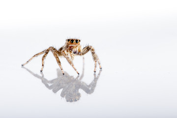 Small Jumping Spider