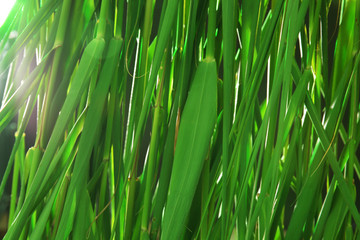 Green reeds background