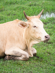 Brown cow