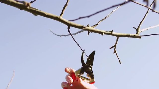 Young man pruning small branches from a tree