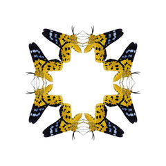 Geometric butterfly shape isolate on white background