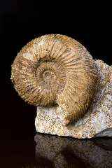 Ammonite Fossil.