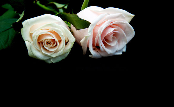 Roses on a black background