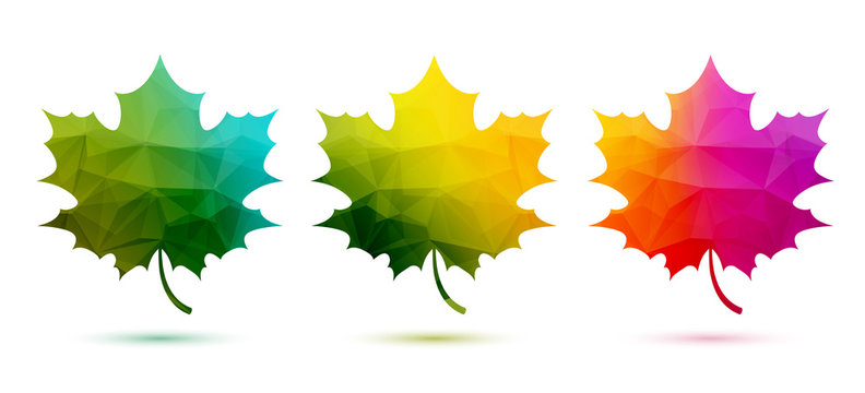 Colorful maple leaves set symbol logo fall autumn design.