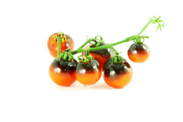 tomato indigo rose black tomato 