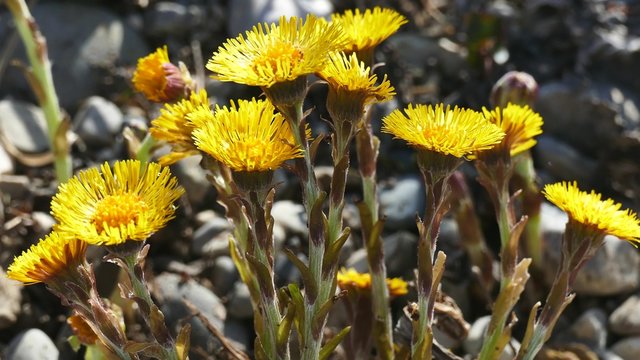 Yellow Wild Flower, Coltsfoot (Tussilago farfara)