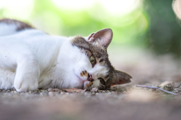 甘えてくるのらねこ