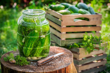 Preparation for pickled cucumber in the jar