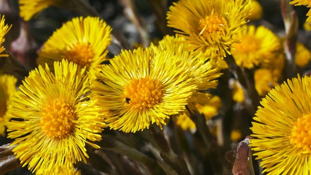 Yellow Wild Flower, Coltsfoot (Tussilago farfara)