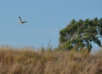 henrons in sardinia, italy