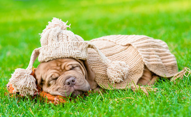  puppy with funny hat sleeping on the grass