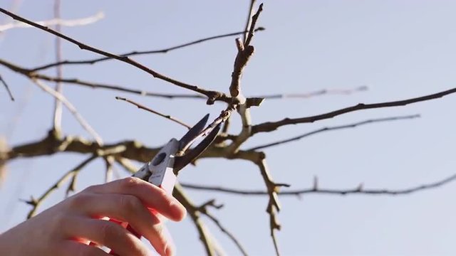 Young man pruning small branches from a tree
