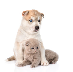 Siberian Husky puppy hugging scottish kitten. isolated on white