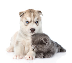 Siberian Husky puppy dog and scottish kitten together. isolated