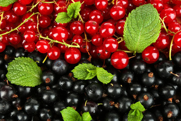 Ripe red and black currant background