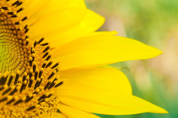 Obraz premium Sonneblumen