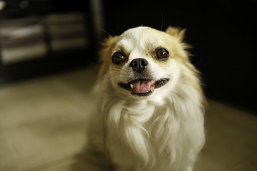 dog beautiful animal