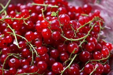 Heap of fresh red currants close up