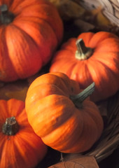 potimarrons dans panier