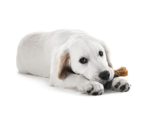 Labrador dog chewing bone isolated on white