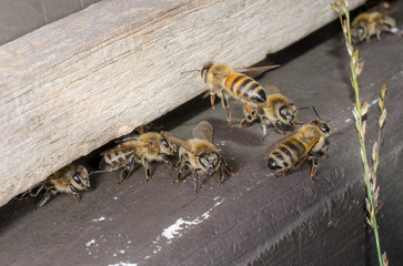 Honigbiene fliegt zurück zum Stock